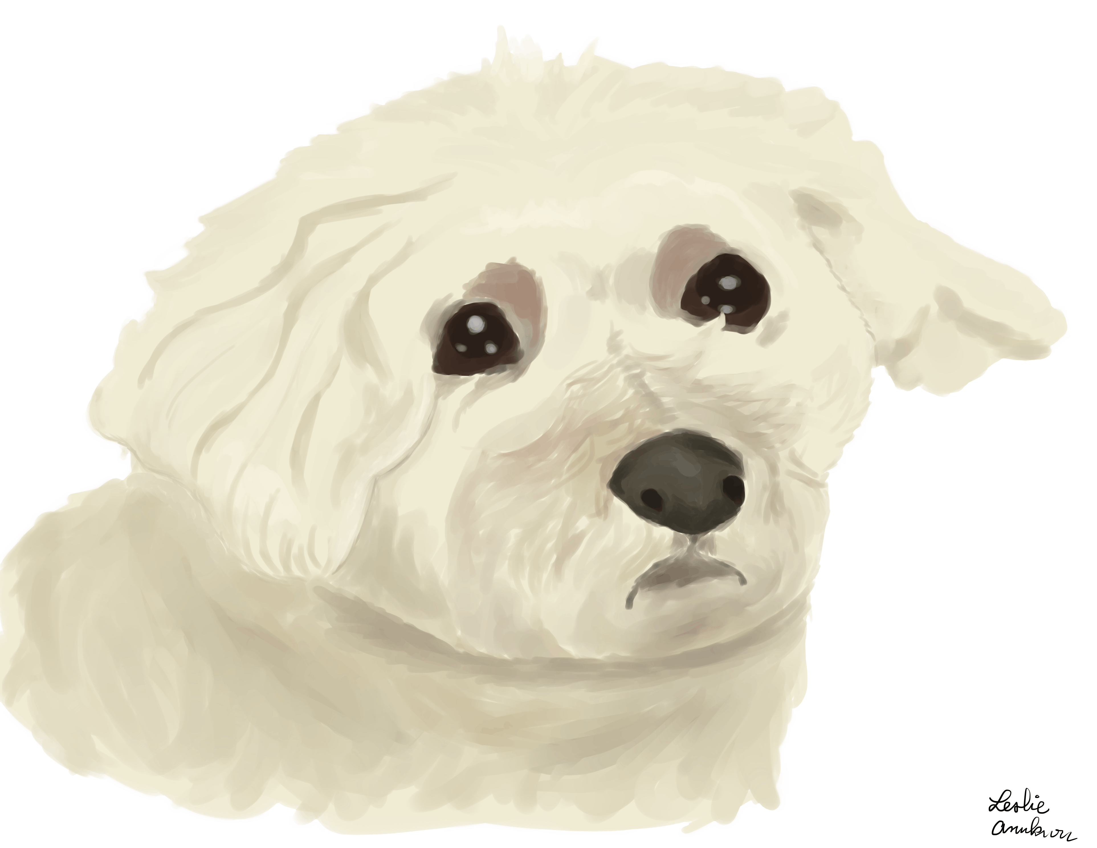 Portrait of a white dog.